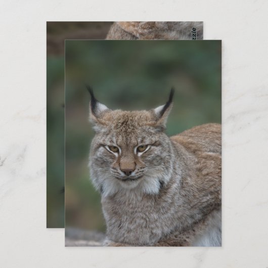 Lynx bekijkt u briefkaart (Voorkant / Achterkant)