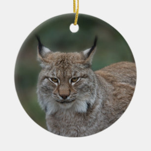Lynx bekijkt u keramisch ornament