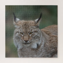Lynx bekijkt u
