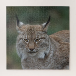 Lynx bekijkt u legpuzzel