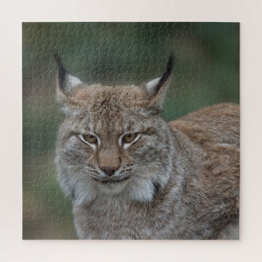 Lynx bekijkt u legpuzzel (Verticaal)
