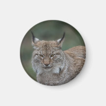 Lynx bekijkt u