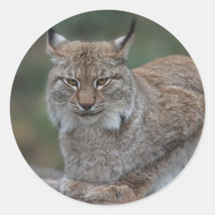 Lynx bekijkt u ronde sticker