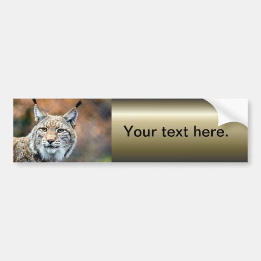 Lynx Bobcat Wildlife Predator Cat Bumpersticker (Voorkant)