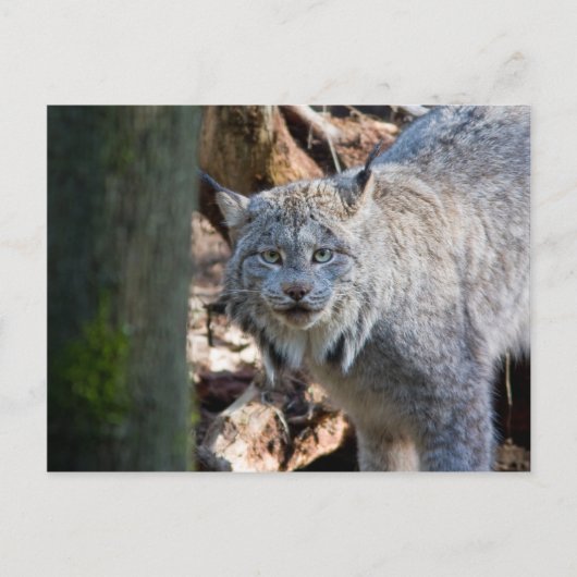 Lynx Briefkaart (Voorkant)
