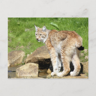 Lynx Briefkaart