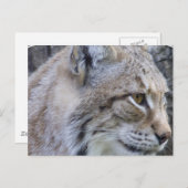 Lynx Briefkaart (Voorkant / Achterkant)