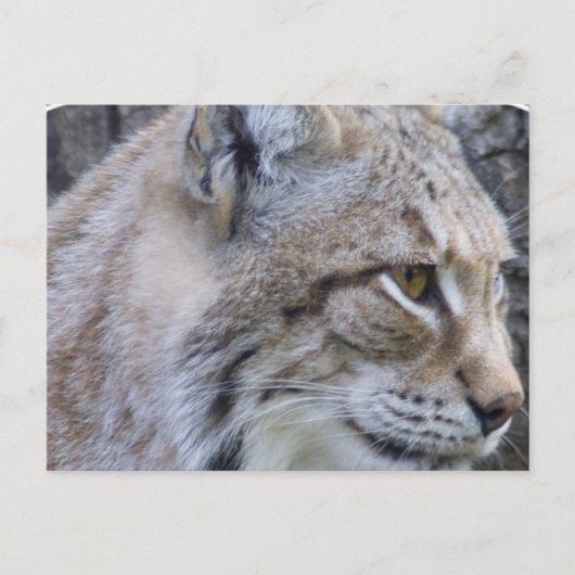 Lynx Briefkaart (Voorkant)