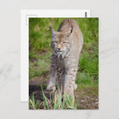 Lynx Briefkaart (Voorkant / Achterkant)