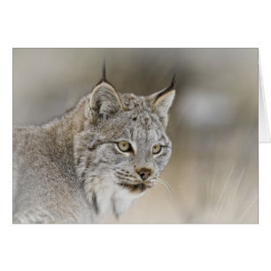 Lynx Canada