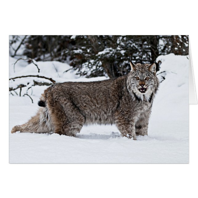 Lynx canadienne dans la neige (Devant horizontal)