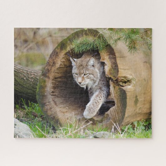 Lynx dans le puzzle de scie de journal (Horizontal)