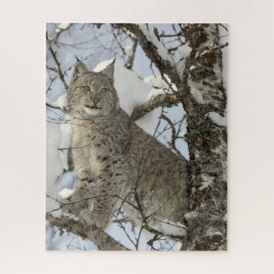 Lynx dans le puzzle des photos d'hiver