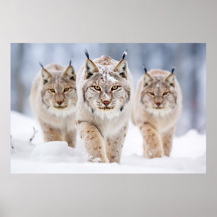 Lynx Dierenfamilie Wandering Natuur Poster