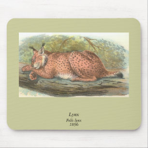 Lynx, Felis lynx Muismat