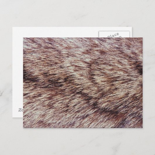 Lynx fur briefkaart (Voorkant / Achterkant)