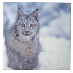 Lynx in de sneeuw aan de voet van de bergen tegeltje