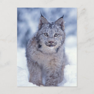 Lynx in de sneeuw in de uitlopers briefkaart