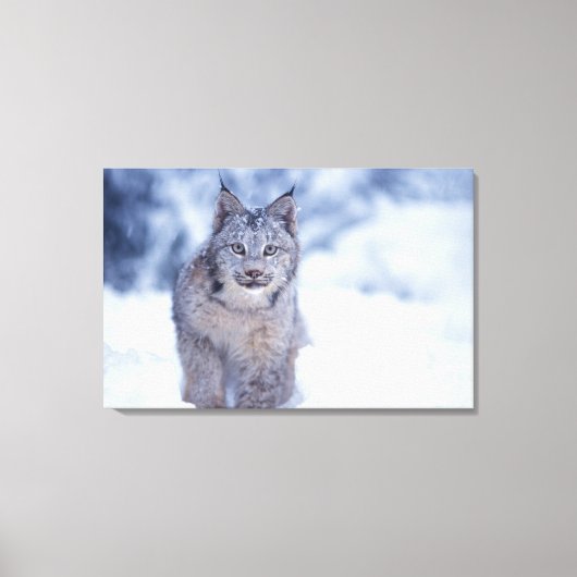 Lynx in de sneeuw in de uitlopers canvas afdruk (Voorkant)