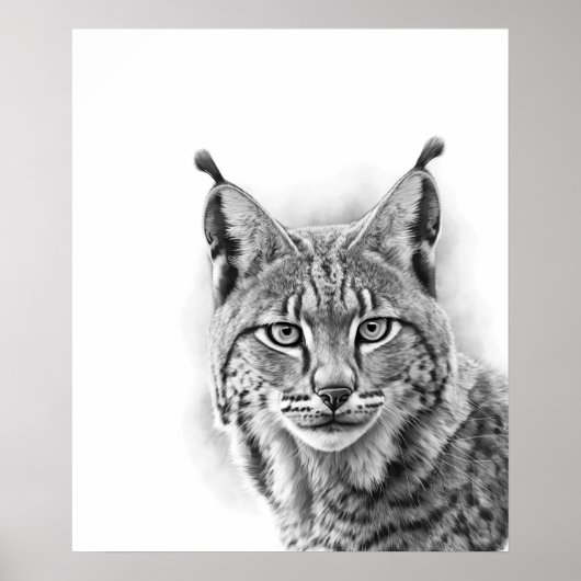 Lynx Kat Schets Portret  Zwart wit Poster (Voorkant)