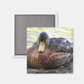 Lynx Lake Waterfowl Magneet (Voorkant / Achterkant)