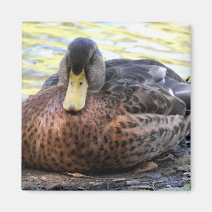 Lynx Lake Waterfowl Magneet