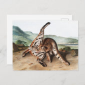 Lynx (Lynx rufus var maculatus) Illustratie Briefkaart (Voorkant / Achterkant)