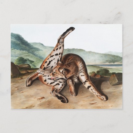 Lynx (Lynx rufus var maculatus) Illustratie Briefkaart (Voorkant)