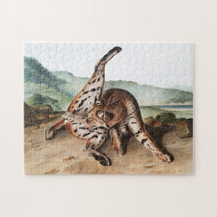 Lynx (Lynx rufus var maculatus) Illustratie Legpuzzel