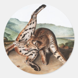 Lynx (Lynx rufus var maculatus) Illustratie Ronde Sticker