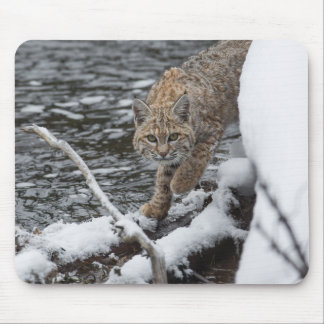 Lynx Muismat