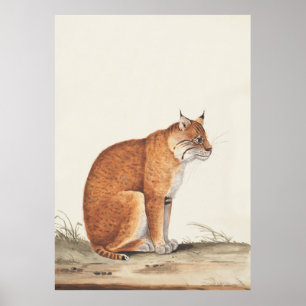 Lynx  natuur kat wildlife schilderij poster