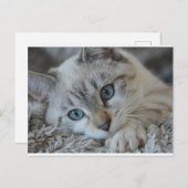 Lynx Point Siamese Briefkaart (Voorkant / Achterkant)
