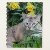 Lynx Point Siamesees Kat Planner (Voorkant)