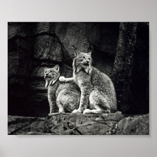 Lynx Poster