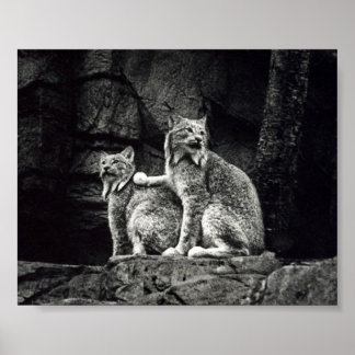 Lynx Poster