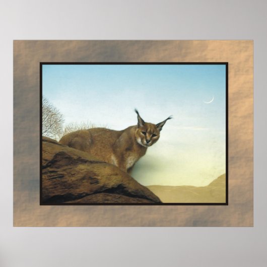 Lynx Poster (Voorkant)