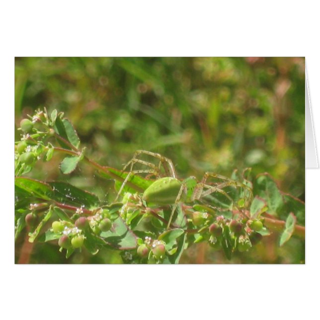 Lynx Spider (Voorkant Horizontaal)