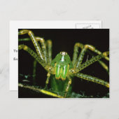 Lynx Spider Briefkaart (Voorkant / Achterkant)