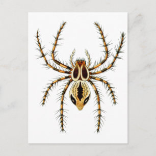 Lynx Spider Briefkaart