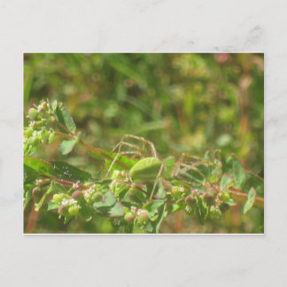 Lynx Spider Briefkaart