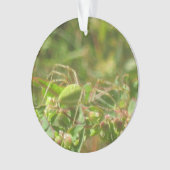 Lynx Spider Ornament (voorkant)