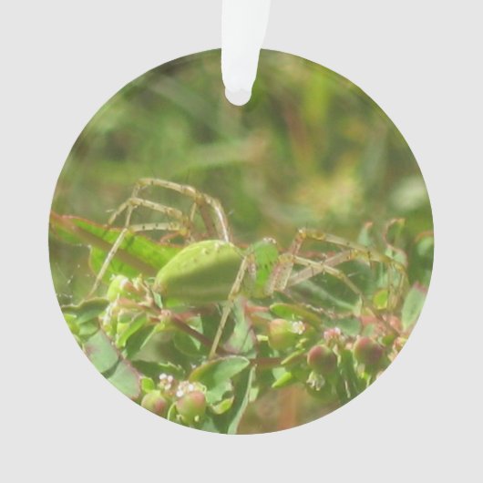 Lynx Spider Ornament (voorkant)