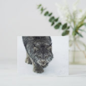 Lynx Winter Briefkaart (Staand voorkant)