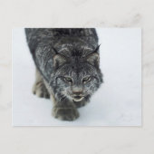 Lynx Winter Briefkaart (Voorkant)