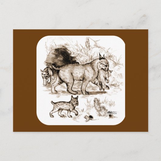 Lynxfamilie Briefkaart (Voorkant)