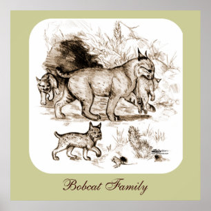 Lynxfamilie Poster