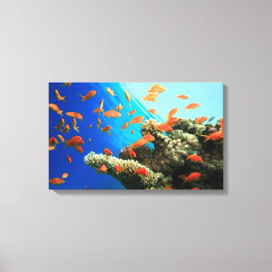 Lyretail-anthias op koraalrif canvas afdruk