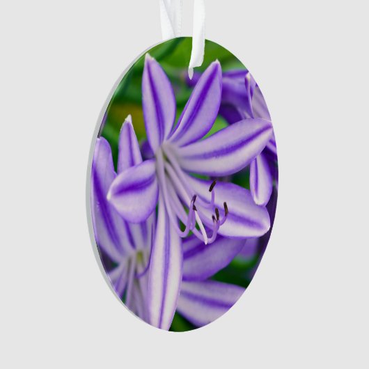 Lys africain exotique (devant)