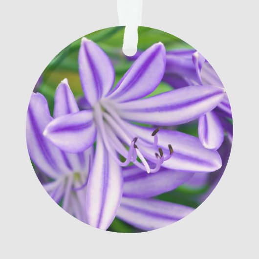 Lys africain exotique (dos)